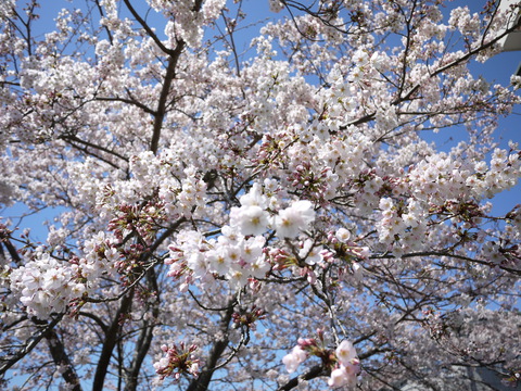 20120406 アルシオンの桜　 (1).JPG